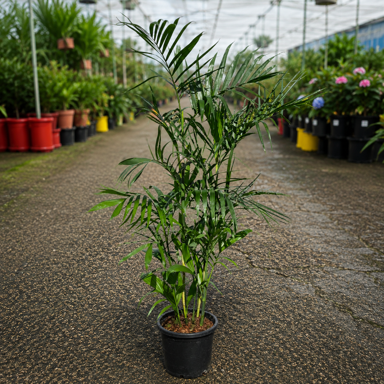 Chamaedorea sp. ‘Florida Form’ Bamboo Palm from The Nurso with lush green fronds and slender stems in a decorative pot.