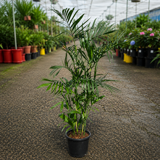 Chamaedorea sp. ‘Florida Form’ Bamboo Palm from The Nurso with lush green fronds and slender stems in a decorative pot.