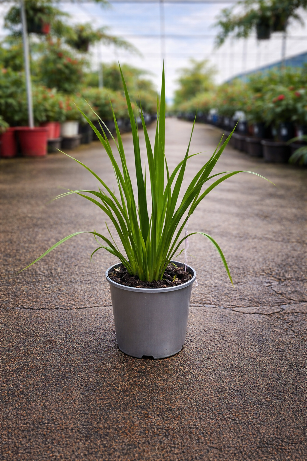 Dietes ‘Tiny Dancer’ dwarf African iris plant with green foliage and delicate yellow flowers, from The Nurso.