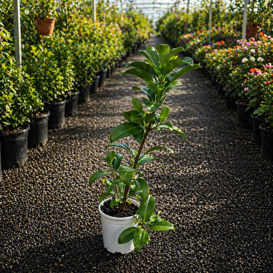Sweet Viburnum Viburnum odoratissimum shrub from The Nurso with lush green foliage and white fragrant flowers.