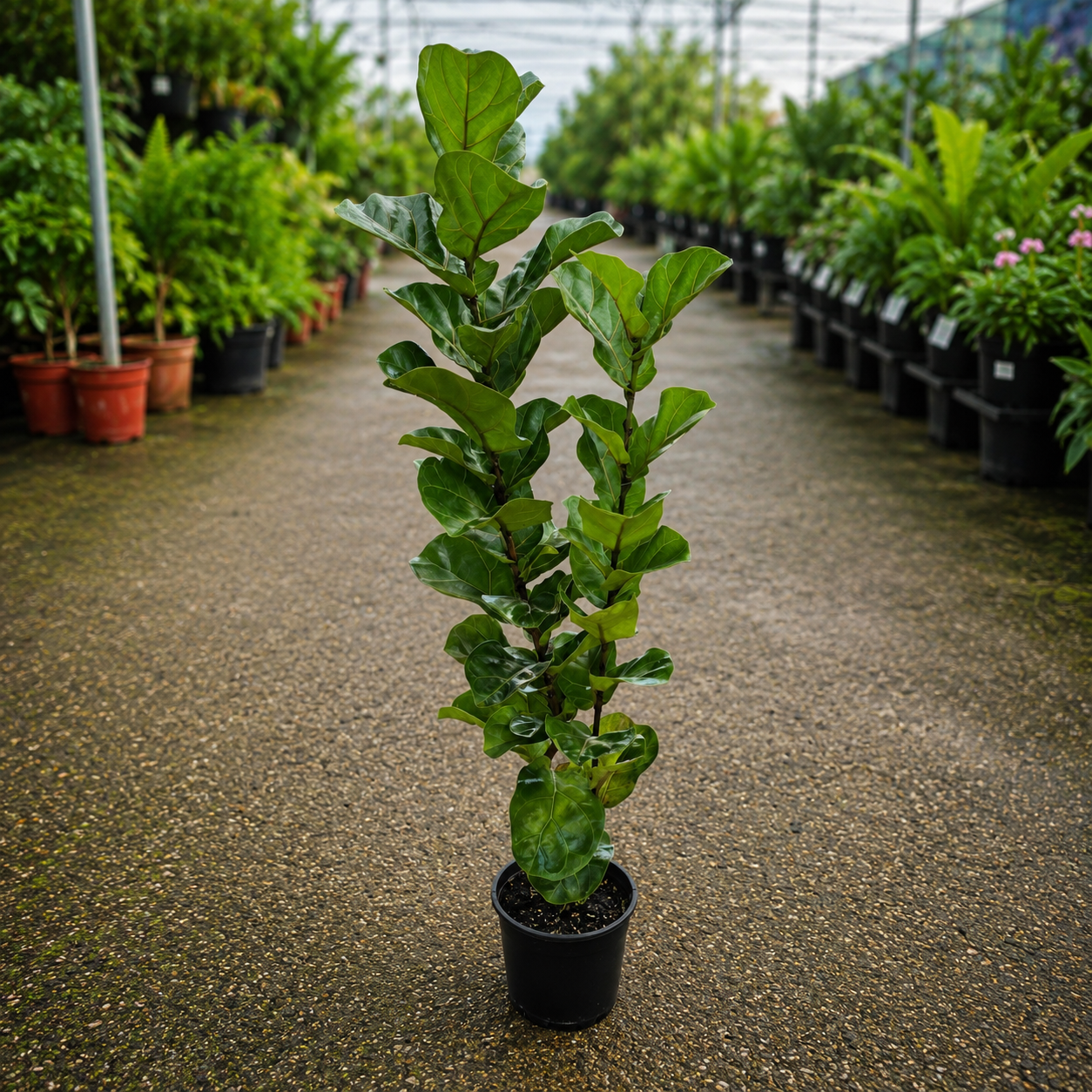 Ficus lyrata ‘Bambino’ (Dwarf Fiddle Leaf Fig)