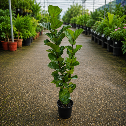 Ficus lyrata ‘Bambino’ (Dwarf Fiddle Leaf Fig)