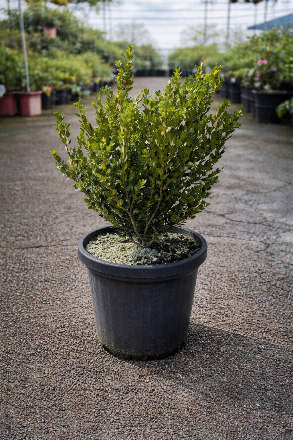 Japanese Buxus Faulkner shrub from The Nurso, showcasing lush green foliage and compact, rounded shape.