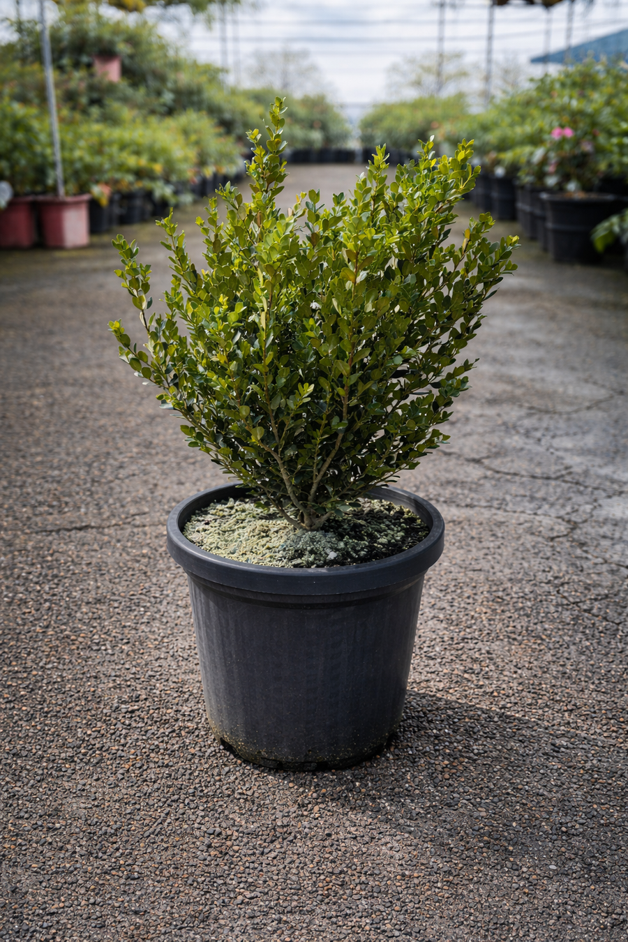 Japanese Buxus Faulkner shrub from The Nurso, showcasing lush green foliage and compact, rounded shape.