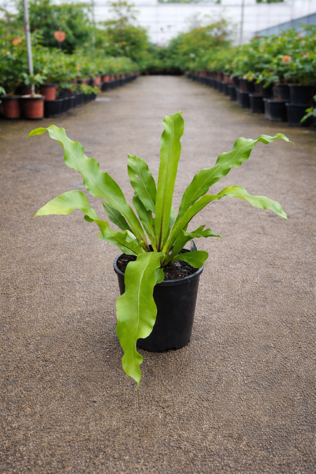 Healthy Asplenium nidus Bird’s Nest Fern from The Nurso with bright green, lush fronds in a natural indoor setting.