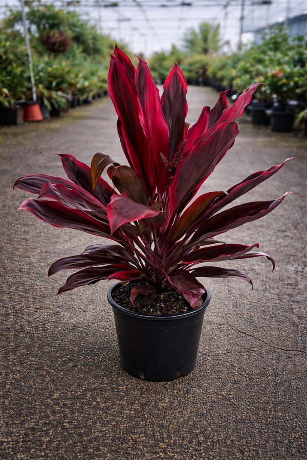 Red Cordyline (Cordyline rubra) from The Nurso featuring vibrant red, sword-shaped leaves and a lush tropical appearance.