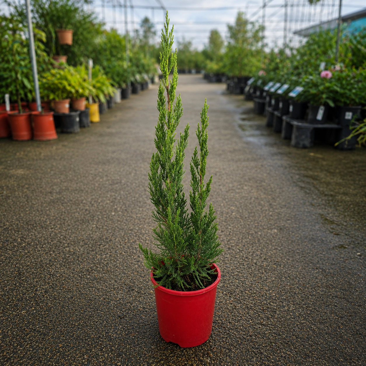 Juniperus Spartan plant from The Nurso with dense green foliage and conical shape, suitable for landscaping or decorative use.