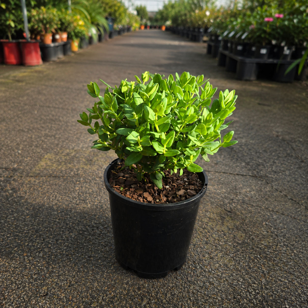 Polygala Little Bibi plant by The Nurso showing vibrant green leaves and small pink flowers in a garden setting.