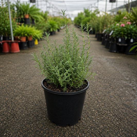 Lavender purple Reign by The Nurso, featuring a stylish product with a lavender purple design and branding details.