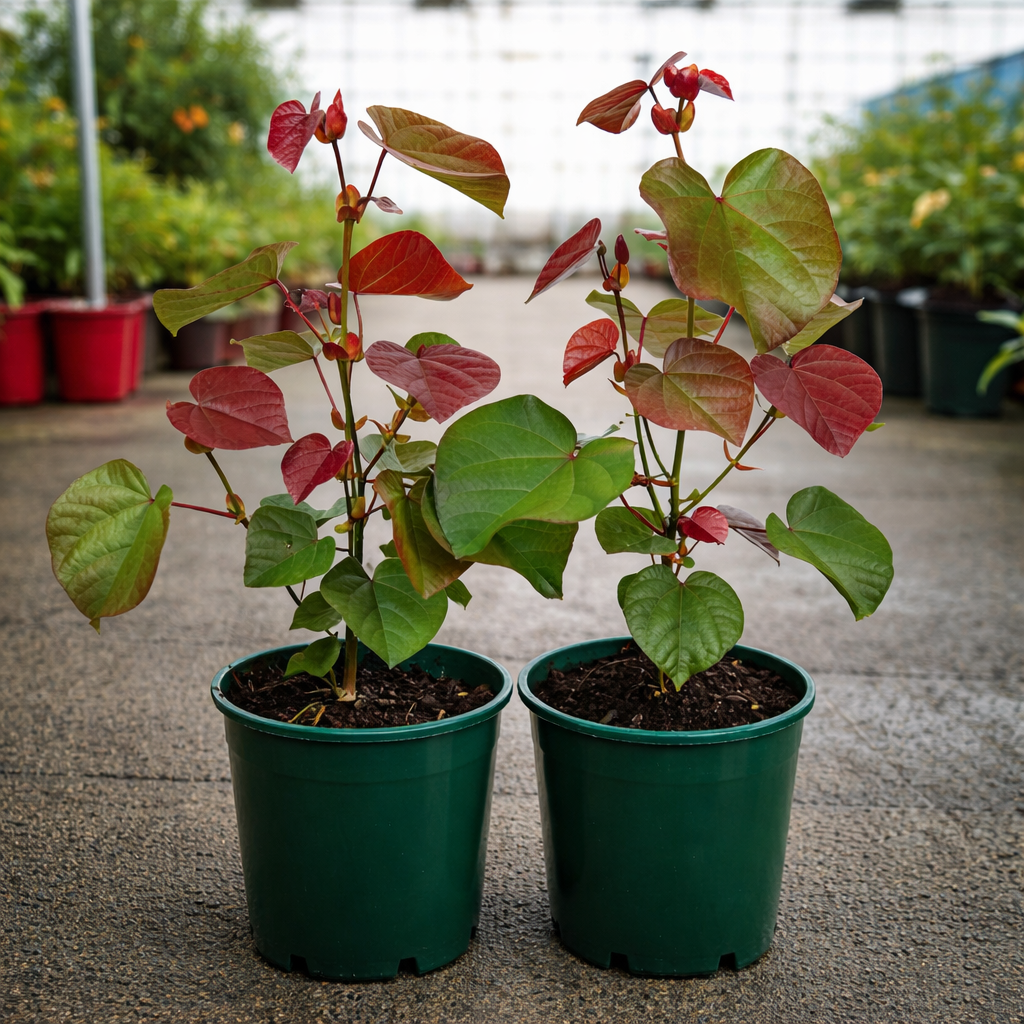 Red Hibiscus Rosa-sinensis ‘Rubrum’ flower from The Nurso with vibrant red petals and green foliage.