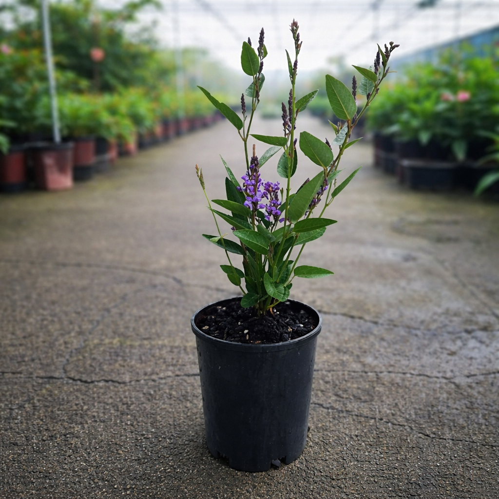 Hardenbergia ‘Bliss Bywong’ native wisteria plant from The Nurso with lush green foliage and purple flowers.