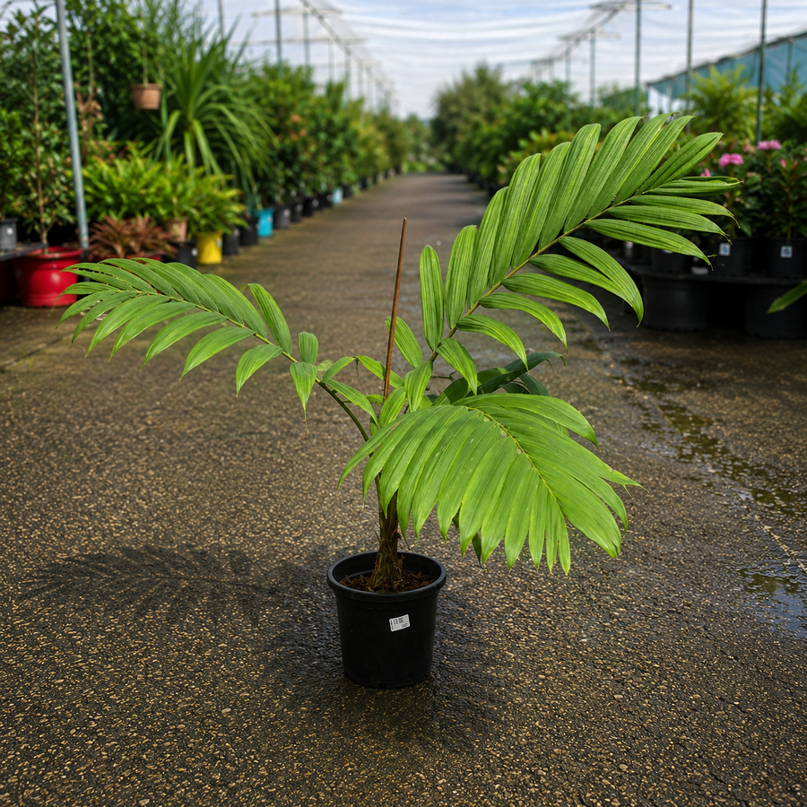 Calyptrocalyx albertisianus Sunset Palm by The Nurso with lush green fronds and a tall slender trunk in a garden setting.