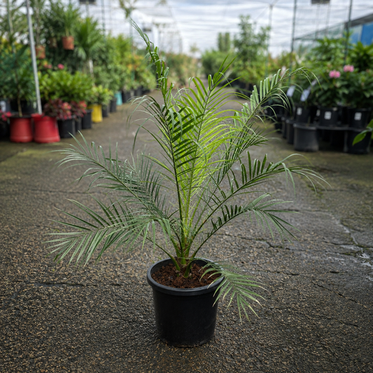 Pygmy Date Palm (Phoenix roebelenii) from The Nurso with lush green fronds and slender trunk, suitable for indoor or outdoor decoration.