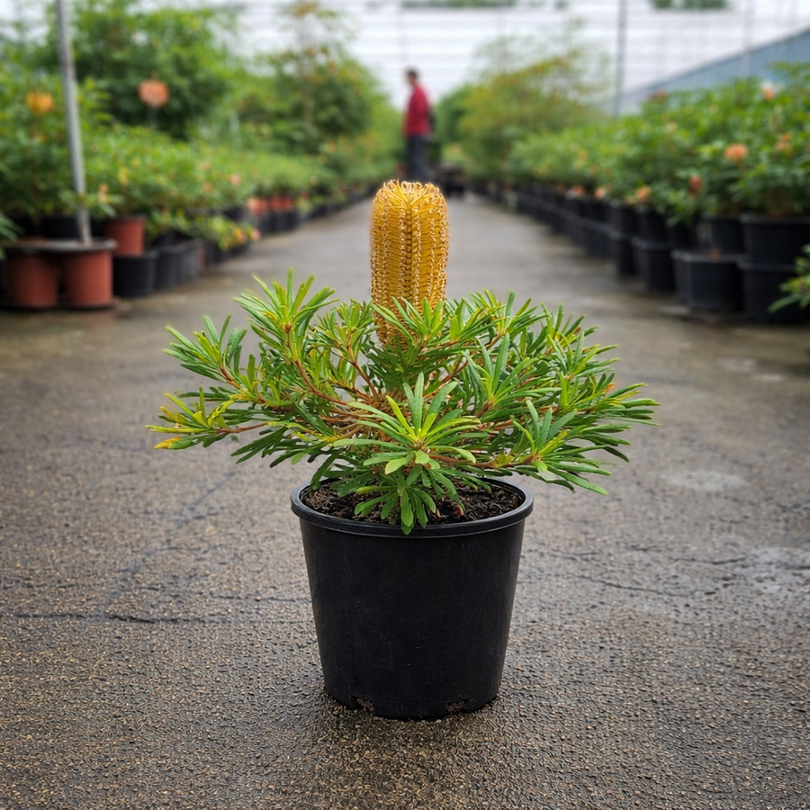 Banksia spinulosa ‘Stumpy Gold’ dwarf hairpin Banksia from The Nurso showing golden foliage and spiky flower buds.