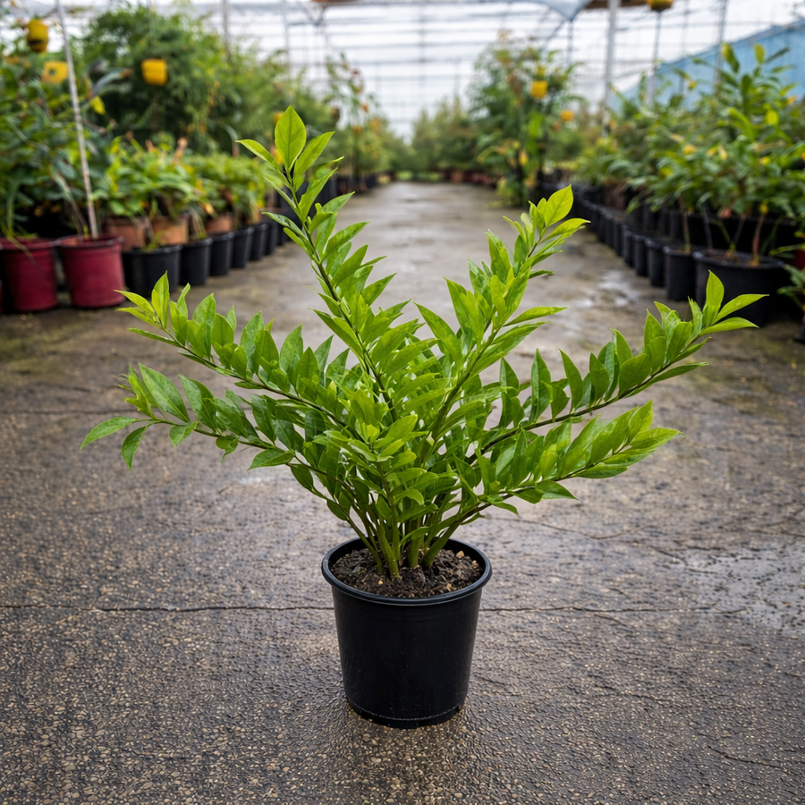 Brunfelsia latifolia plant from The Nurso with green foliage and clusters of purple flowers in a garden setting.