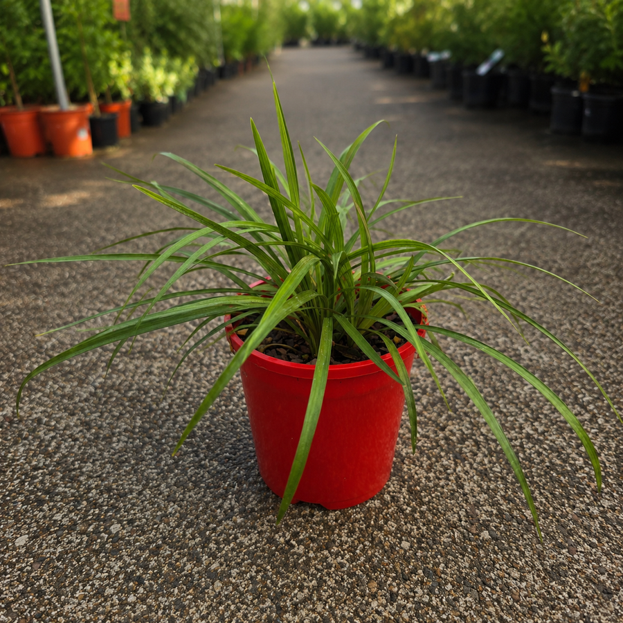 Dwarf Mondo Grass Ophiopogon Nana plant from The Nurso, showcasing lush green, low-growing foliage perfect for landscaping.