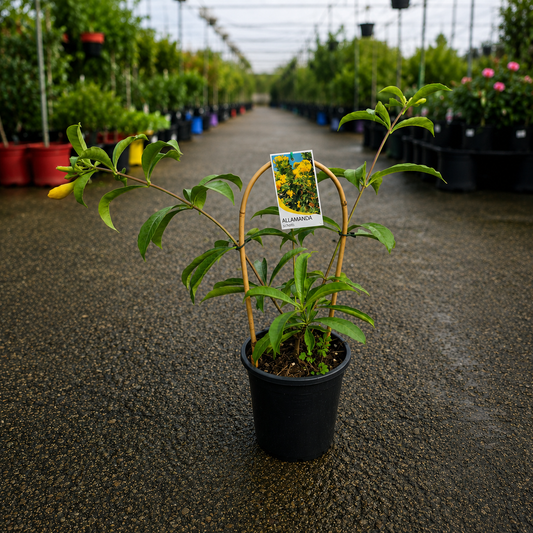 Double Yellow Allamanda (Allamanda cathartica ‘Double Yellow’) flowering shrub with vibrant yellow blooms, planted in a garden setting.