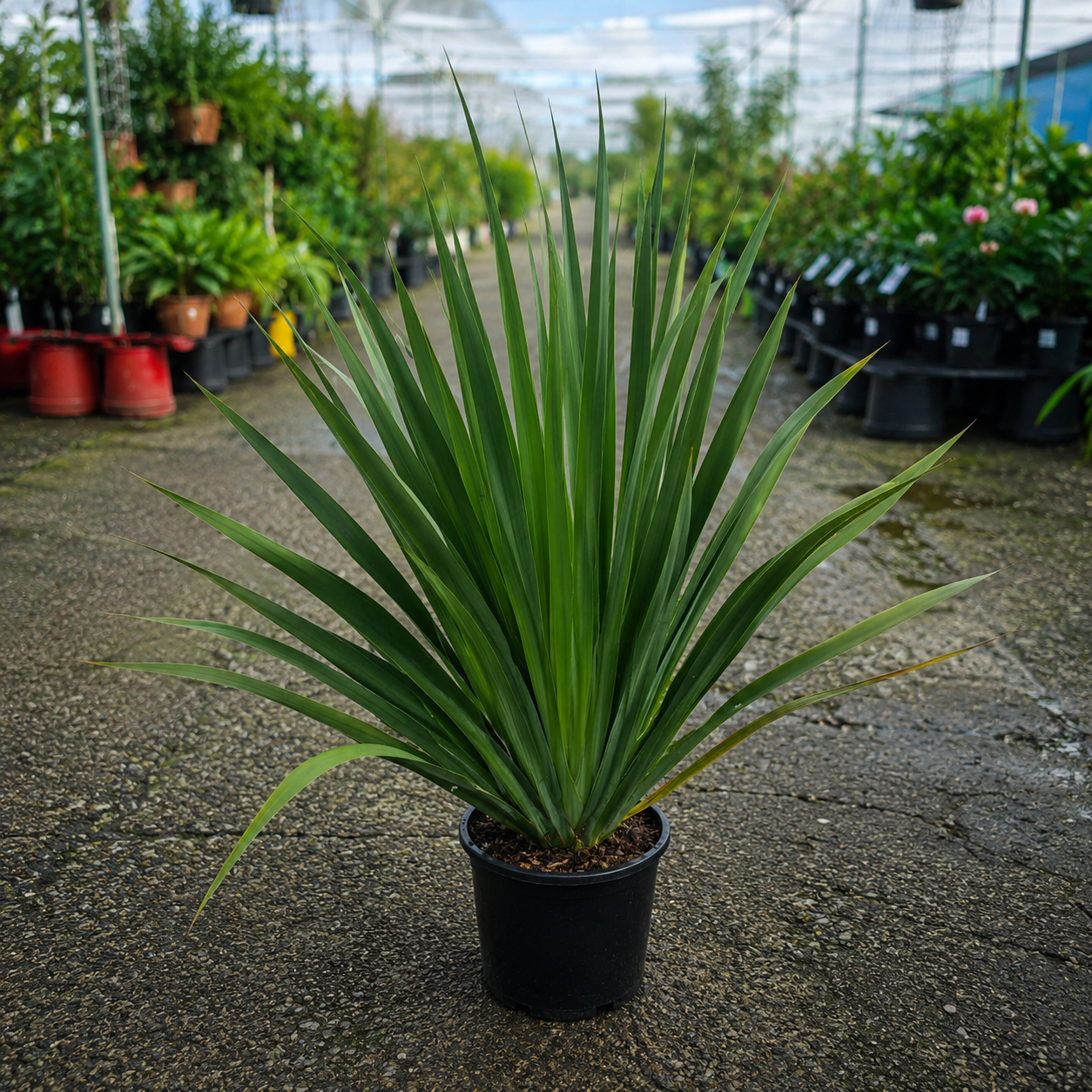 Dietes robinsoniana (Lord Howe Wedding Lily)
