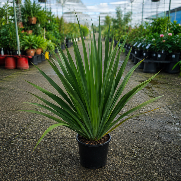 Dietes robinsoniana (Lord Howe Wedding Lily)