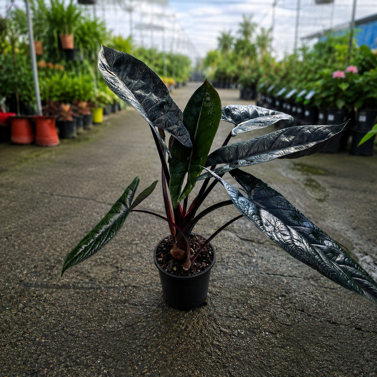 Alocasia scalprum
