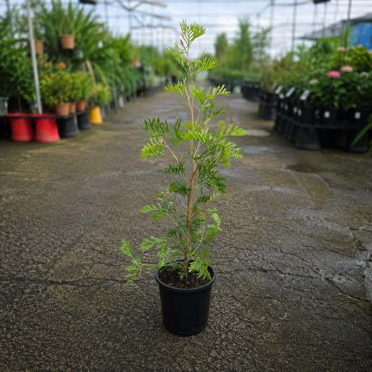 Grevillea 'Little Robyn' (Little Robyn Grevillea)