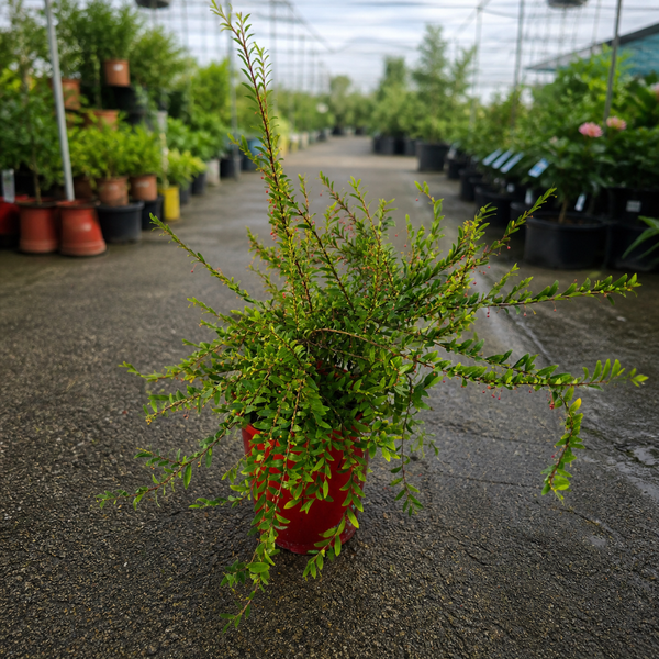 Phyllanthus multiflorus
