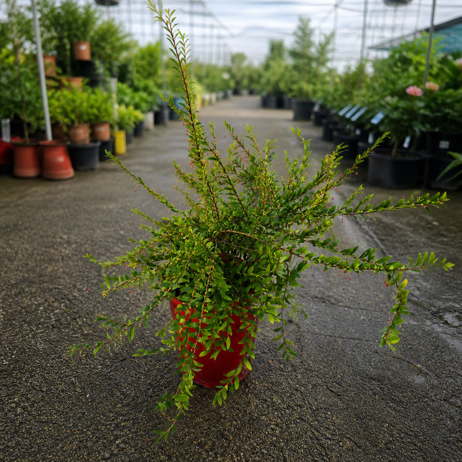 Phyllanthus multiflorus