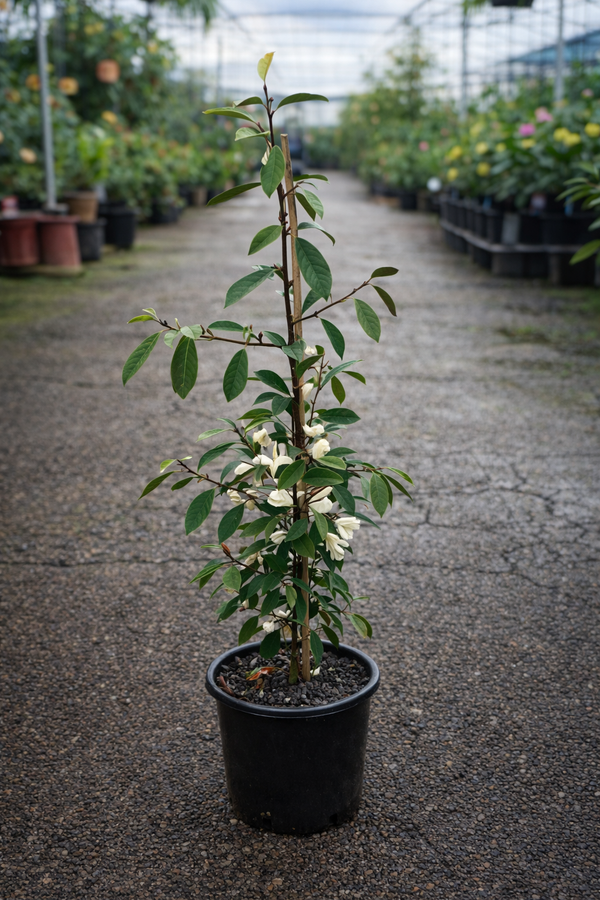 Michelia ‘Fairy Cream’ Magnolia flower showing creamy white blossoms with lush green leaves, from The Nurso.