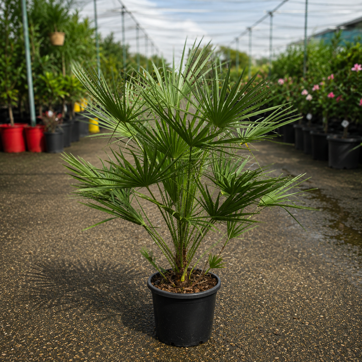 Chamaerops humilis (European Fan Palm) – The Nurso