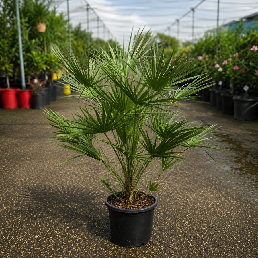 European Fan Palm Chamaerops humilis by The Nurso showing green, fan-shaped palm leaves and textured trunk.