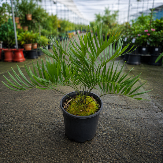 Zamia integrifolia (Coontie Palm)