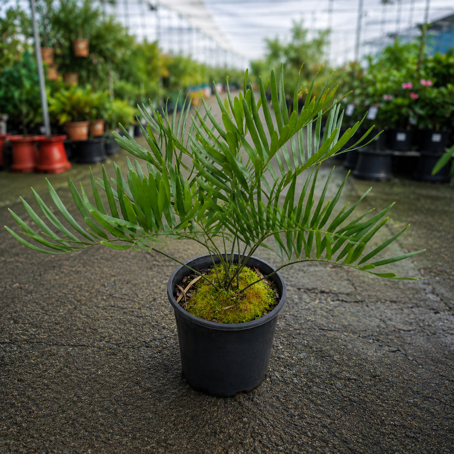 Zamia integrifolia (Coontie Palm)