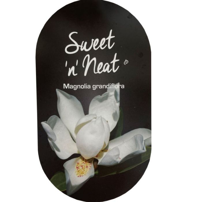Magnolia Sweet n Neat by The Nurso, a box of sweet, neatly packaged Magnolia confections on a wooden surface.