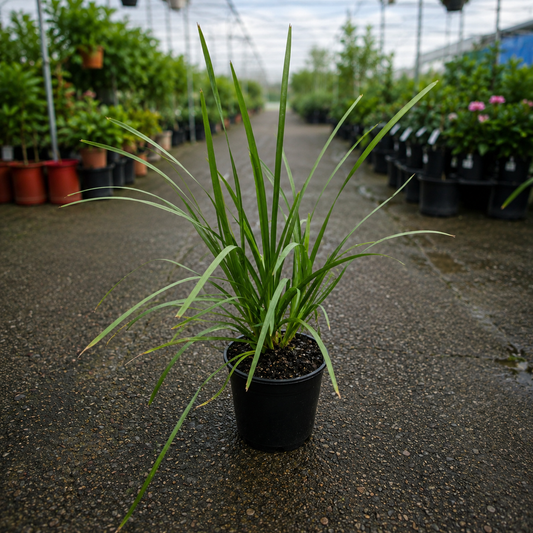 Lomandra Longifolia