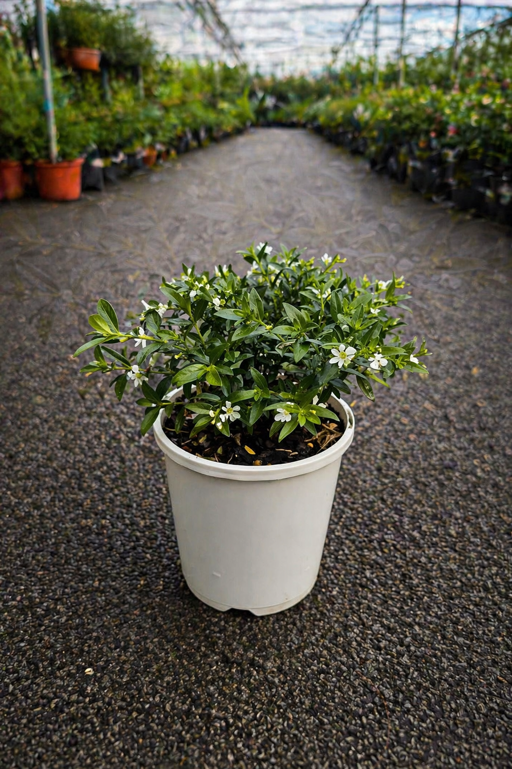Cuphea White plant from The Nurso with green leaves and white flowers, ideal for decorative gardening and container planting.