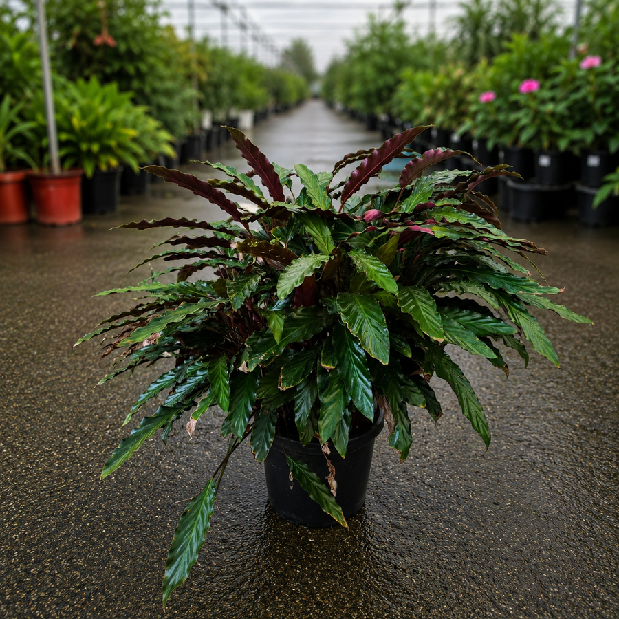 Calathea rufibarba (Furry Feather Calathea)