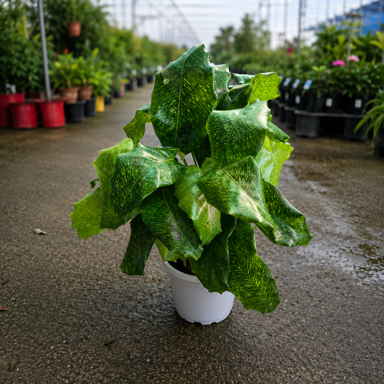 Calathea musaica 'Network' (Network Calathea)