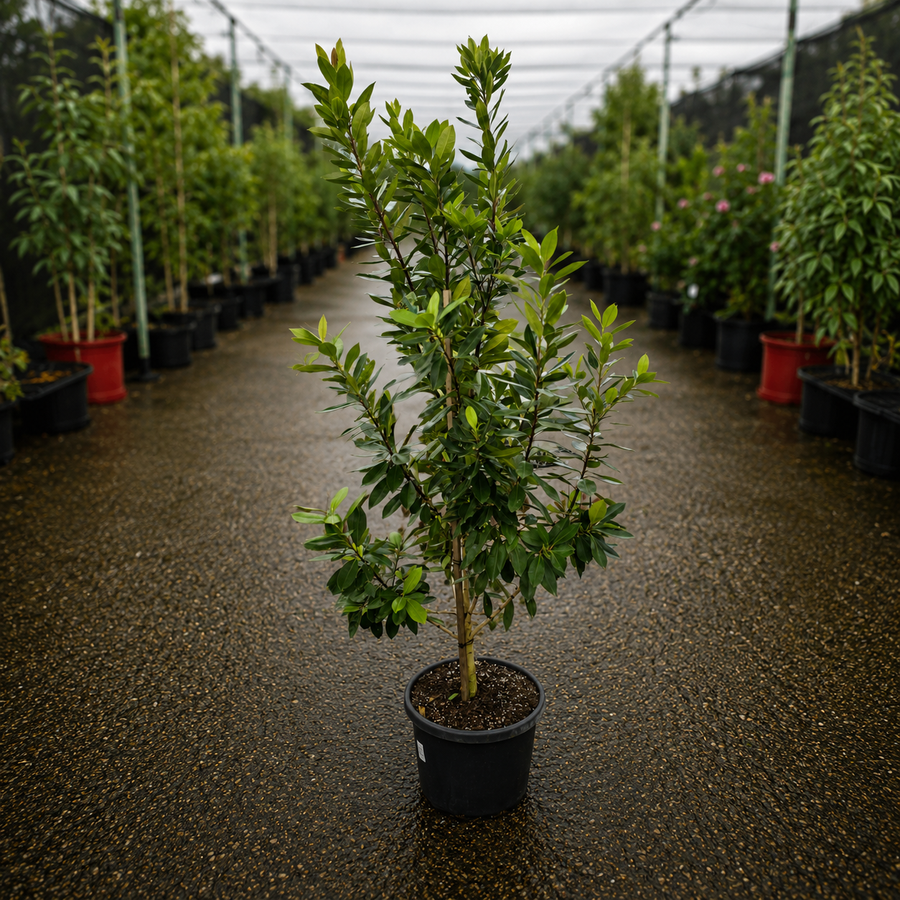 Tristaniopsis laurina 'Luscious' (Luscious Water Gum)