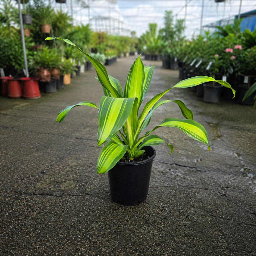 Dracaena fragrans 'Marley' (Marley Dracaena)