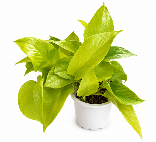Epipremnum aureum 'All Gold' (All Gold Pothos)