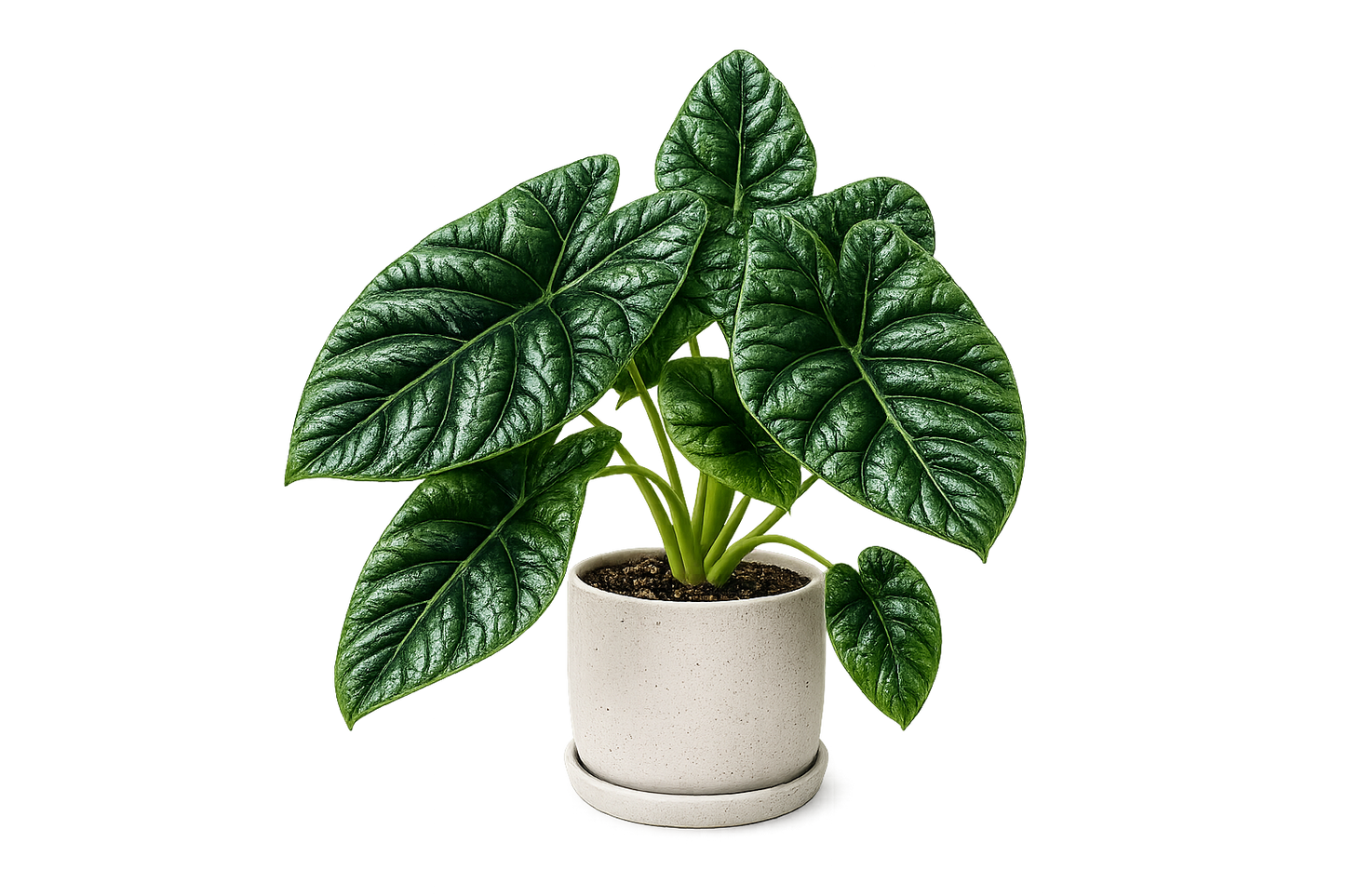 Alocasia sinuata (Quilted Dreams Alocasia)