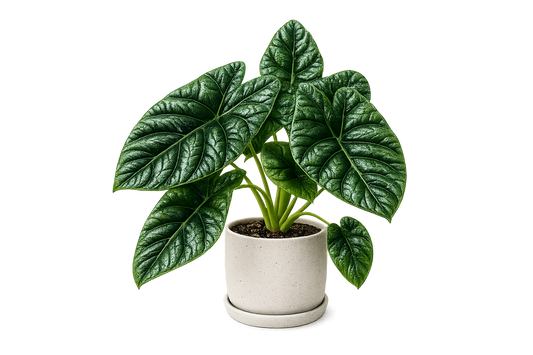 Alocasia sinuata (Quilted Dreams Alocasia)