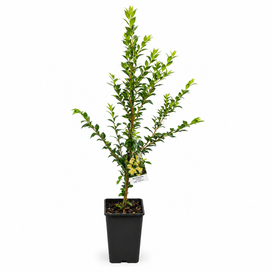 Backhousia myrtifolia (Grey Myrtle)
