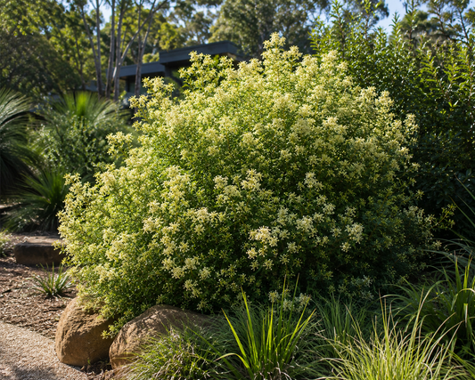 Backhousia myrtifolia (Grey Myrtle)