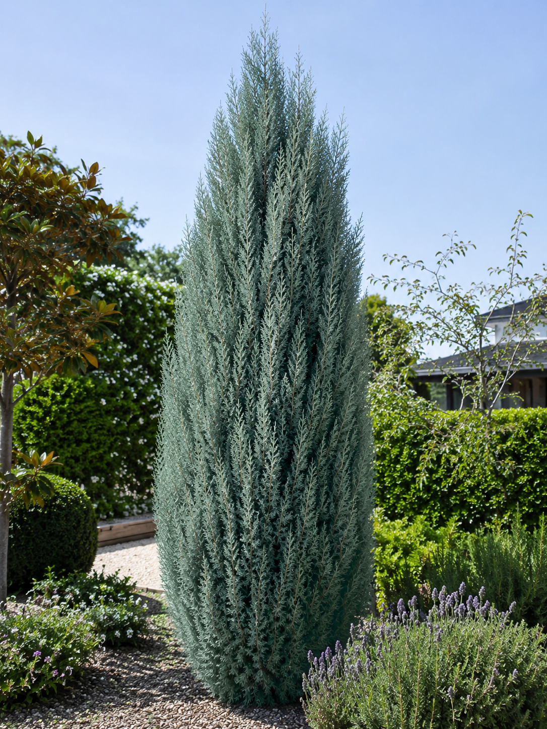 Cupressus glabra ‘Glauca’ (Blue Arizona Cypress)