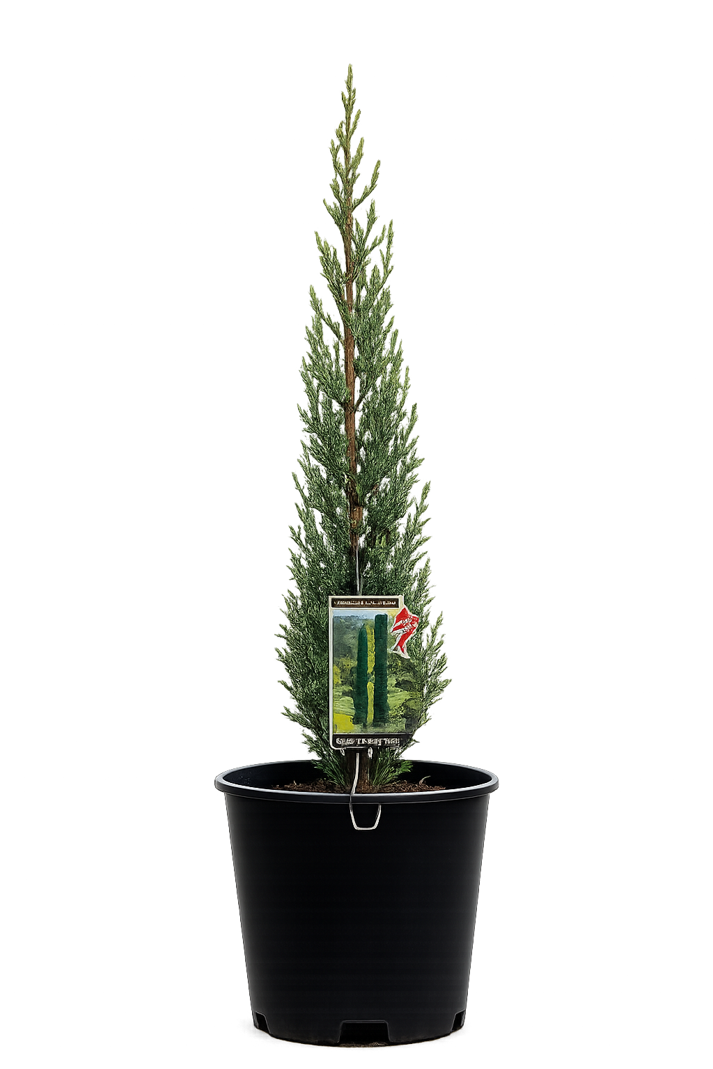 Cupressus glabra ‘Glauca’ (Blue Arizona Cypress)