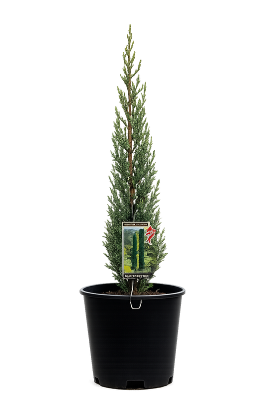 Cupressus glabra ‘Glauca’ (Blue Arizona Cypress)