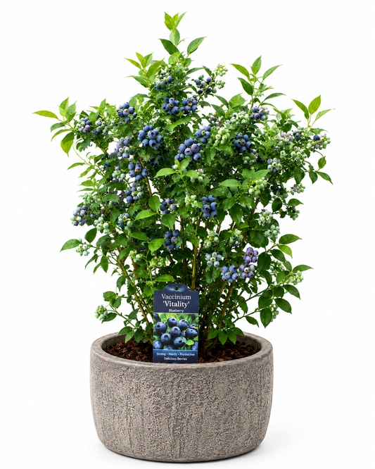 Vaccinium ‘Vitality’ (Blueberry)