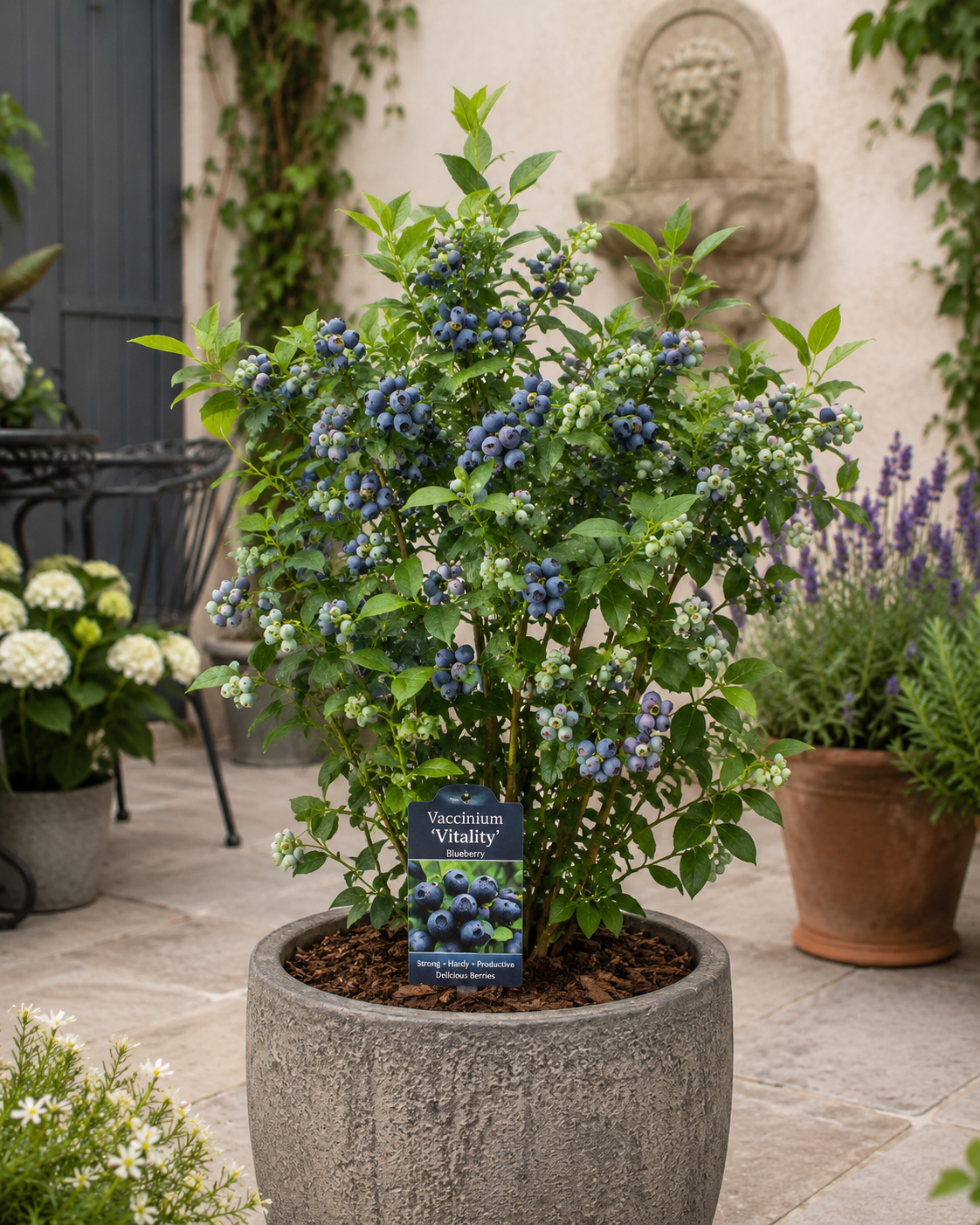 Vaccinium ‘Vitality’ (Blueberry)