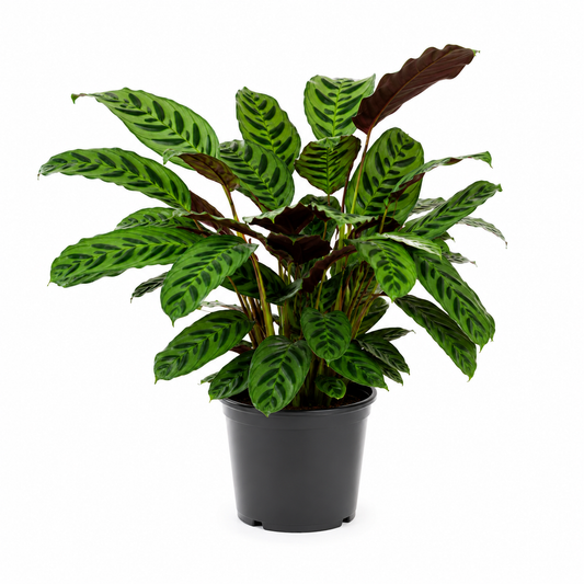 Calathea zebrina